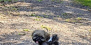 Chewy is registered to the contest to win money with this photo: animal, cute, dog, fluffy, forest, fur, grass, greenery, nature, outdoor, path, pet, playful, puppy, shadow, small_dog, sunlight, tail, tongue, walking