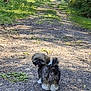 dog, puppy, outdoor, forest, path, grass, nature, sunlight, shadow, playful, cute, pet, animal, fluffy, walking, greenery, small_dog, fur, tail, tongue