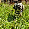Chewy joined the competition — help win amazing prizes! dog, grass, wildflowers, outdoor, sunlight, pet, fence, greenery, nature, animal, mammal, fur, canine, face, portrait, daylight, playful, garden, summer, cute