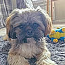 Chewy joined the competition — help win amazing prizes! dog, pet, indoor, plush_toy, carpet, fur, cute, animal, floor, window, curtain, table, radiator, relaxed, looking_at_camera, small_dog, cozy, toy, home, natural_light