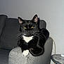 cat, black_cat, white_paws, white_chest, sofa, couch, furniture, indoor, pet, animal, whiskers, relaxing, resting, table, gray, living_room, domestic_cat, cute, sitting, home