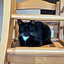 cat, black_cat, white_patch, wooden_chair, furniture, indoor, pet, resting, animal, cozy, relaxed, whiskers, floor_tiles, backrest, seat, quiet, domestic, sleeping, calm, closeup