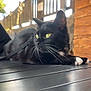 cat, black_cat, yellow_eyes, whiskers, outdoor, table, harness, wooden_fence, leafy_trees, sunlight, relaxed, animal, pet, fur, closeup, daylight, resting, focus, nature, domestic_cat