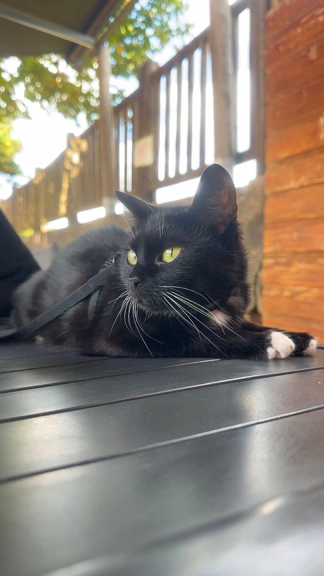 Lilo participe au concours pour gagner de l'argent avec cette photo : cat, black_cat, yellow_eyes, whiskers, outdoor, table, harness, wooden_fence, leafy_trees, sunlight, relaxed, animal, pet, fur, closeup, daylight, resting, focus, nature, domestic_cat