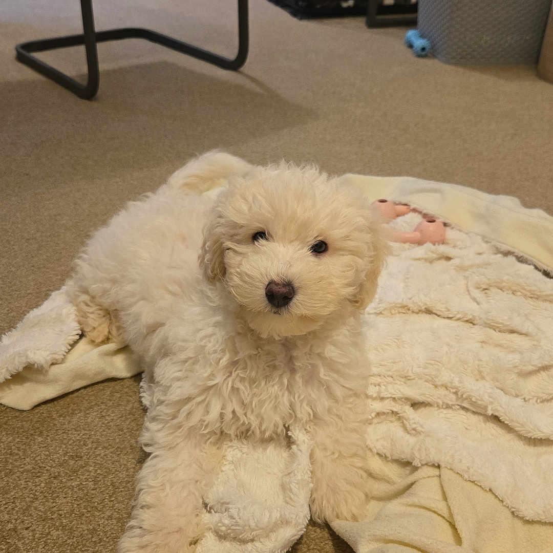 Callie is registered to the contest to win money with this photo: animal, ball, basketball, basketballball, box, canine, chair, couch, dog, furniture, homedecor, indoors, person, pet, plush, poodle, puppy, terrier, toy, whitedog