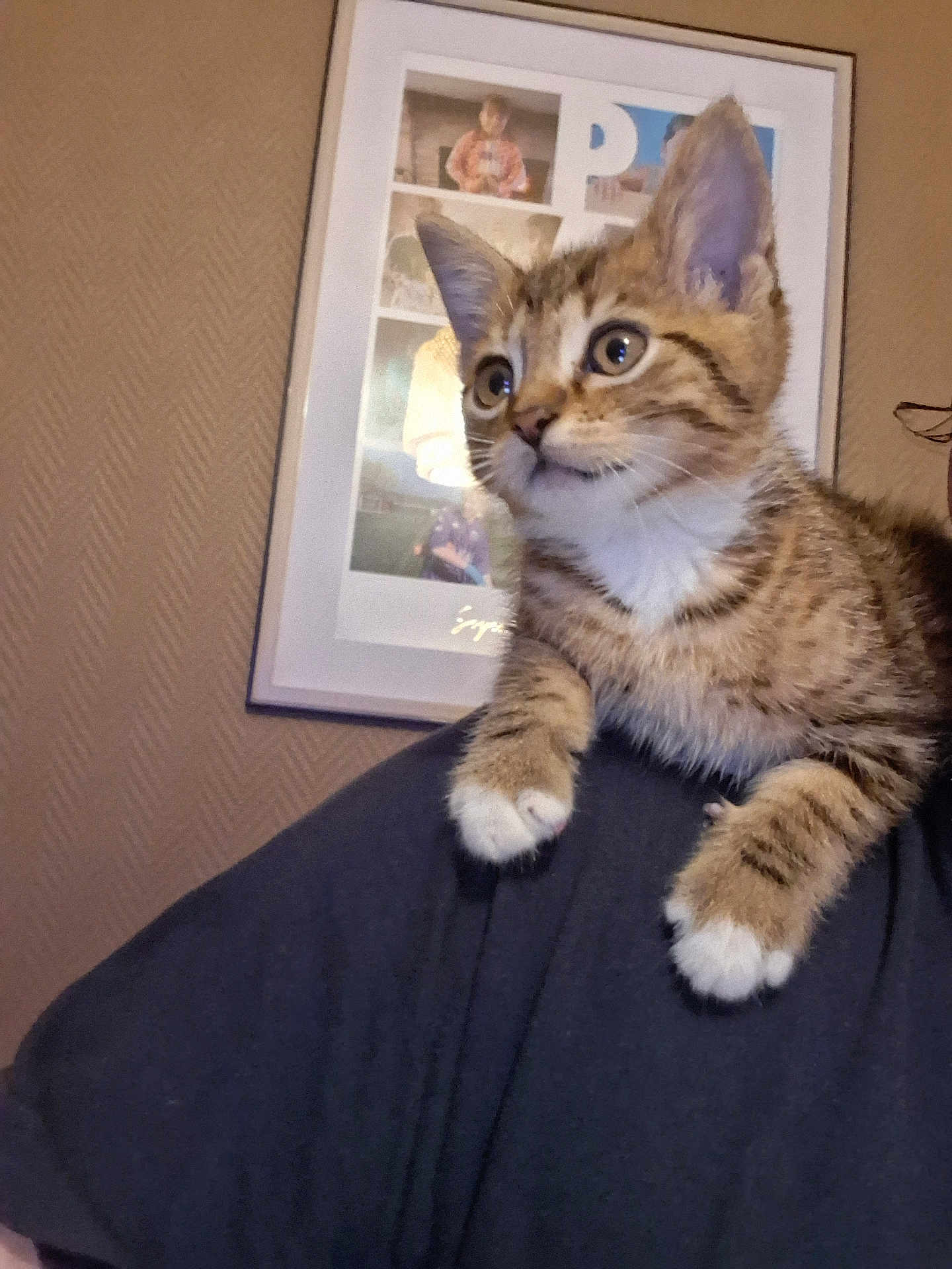 Abby a rejoint le concours — aidez-le/la à gagner de superbes lots ! cat, closeup, curious, domestic_animal, ears, feline, frame, fur, indoor, kitten, mammal, paws, person, pet, portrait, shoulder, tabby, wall, whiskers, young_animal