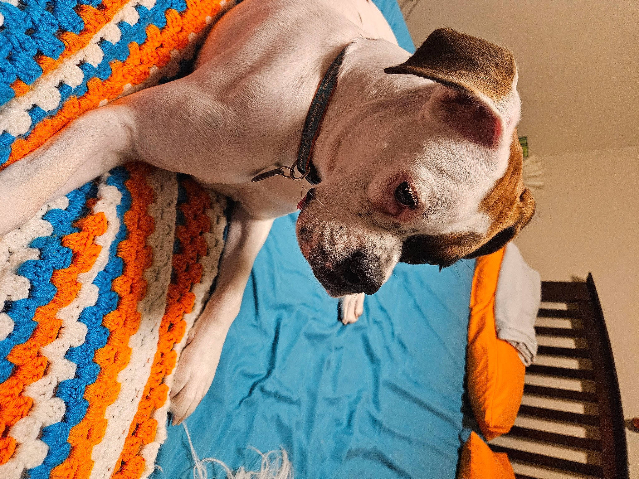 Dazey is registered to the contest to win money with this photo: art, canidae, carnivore, collar, comfort, companion_dog, dog, dog_breed, dog_collar, dog_supply, electric_blue, fawn, linens, pattern, pet_supply, snout, sporting_group, working_animal, woven_fabric, wrinkle