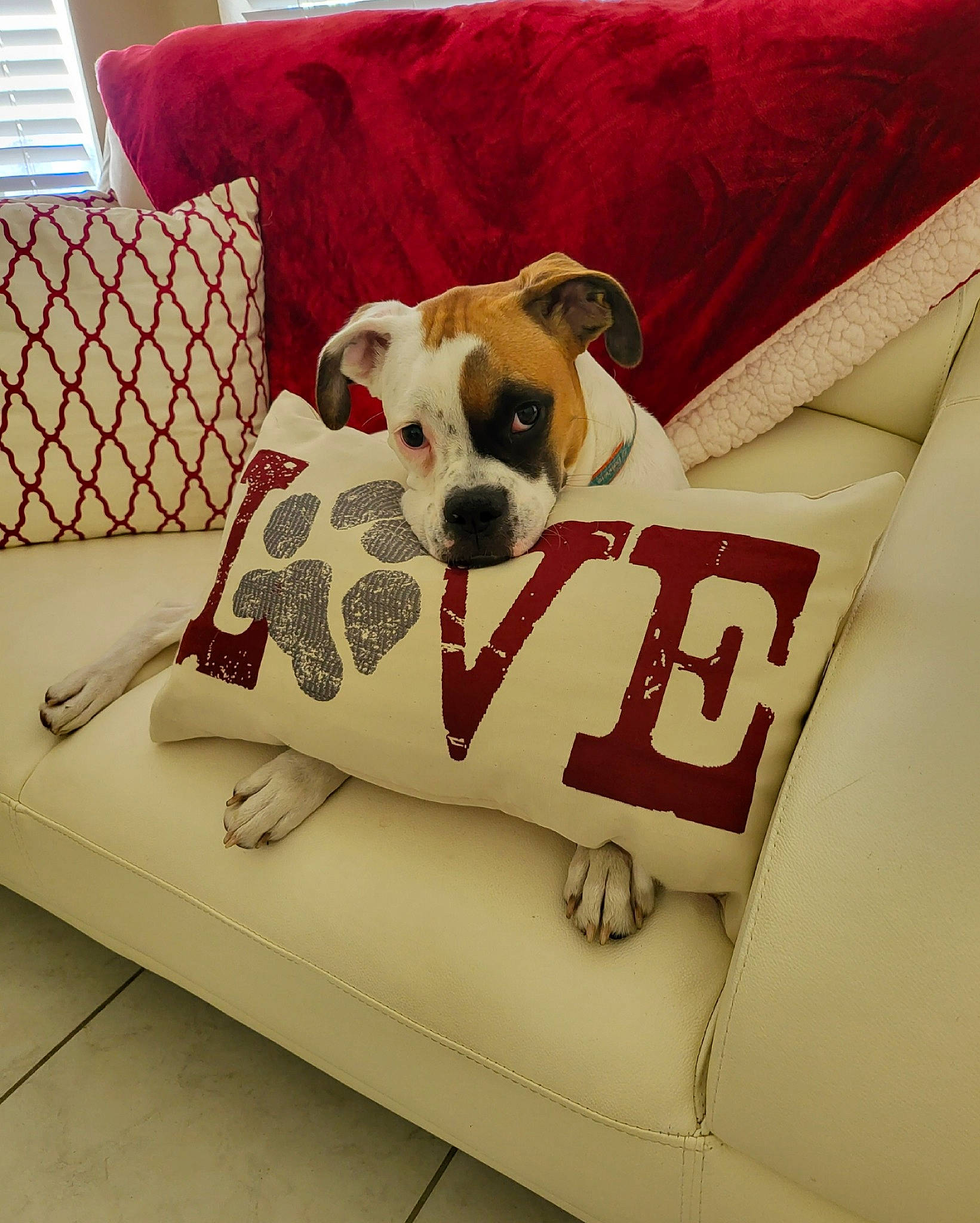 Dazey is registered to the contest to win money with this photo: carnivore, chair, comfort, companion_dog, couch, dog, dog_breed, dog_supply, fawn, furniture, interior_design, linens, pet_supply, pillow, rectangle, snout, sofa_bed, throw_pillow, toy_dog, working_animal