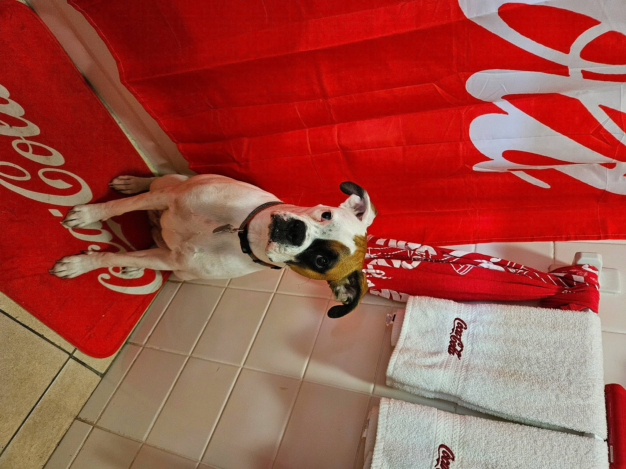 Dazey is registered to the contest to win money with this photo: carmine, carnivore, collar, companion_dog, dog, dog_breed, dog_collar, dog_supply, fawn, floor, flooring, font, hardwood, pattern, pet_supply, rectangle, sporting_group, tail, toy_dog, working_animal