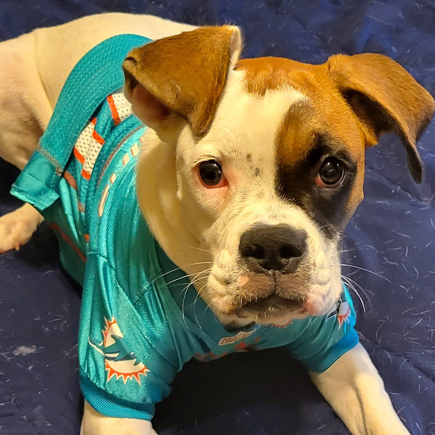 Dazey is registered to the contest to win money with this photo: ancient_dog_breeds, canidae, carnivore, collar, companion_dog, dog, dog_breed, dog_collar, dog_supply, ear, fawn, non_sporting_group, pet_supply, snout, sporting_group, terrestrial_animal, toy_dog, whiskers, working_animal, wrinkle