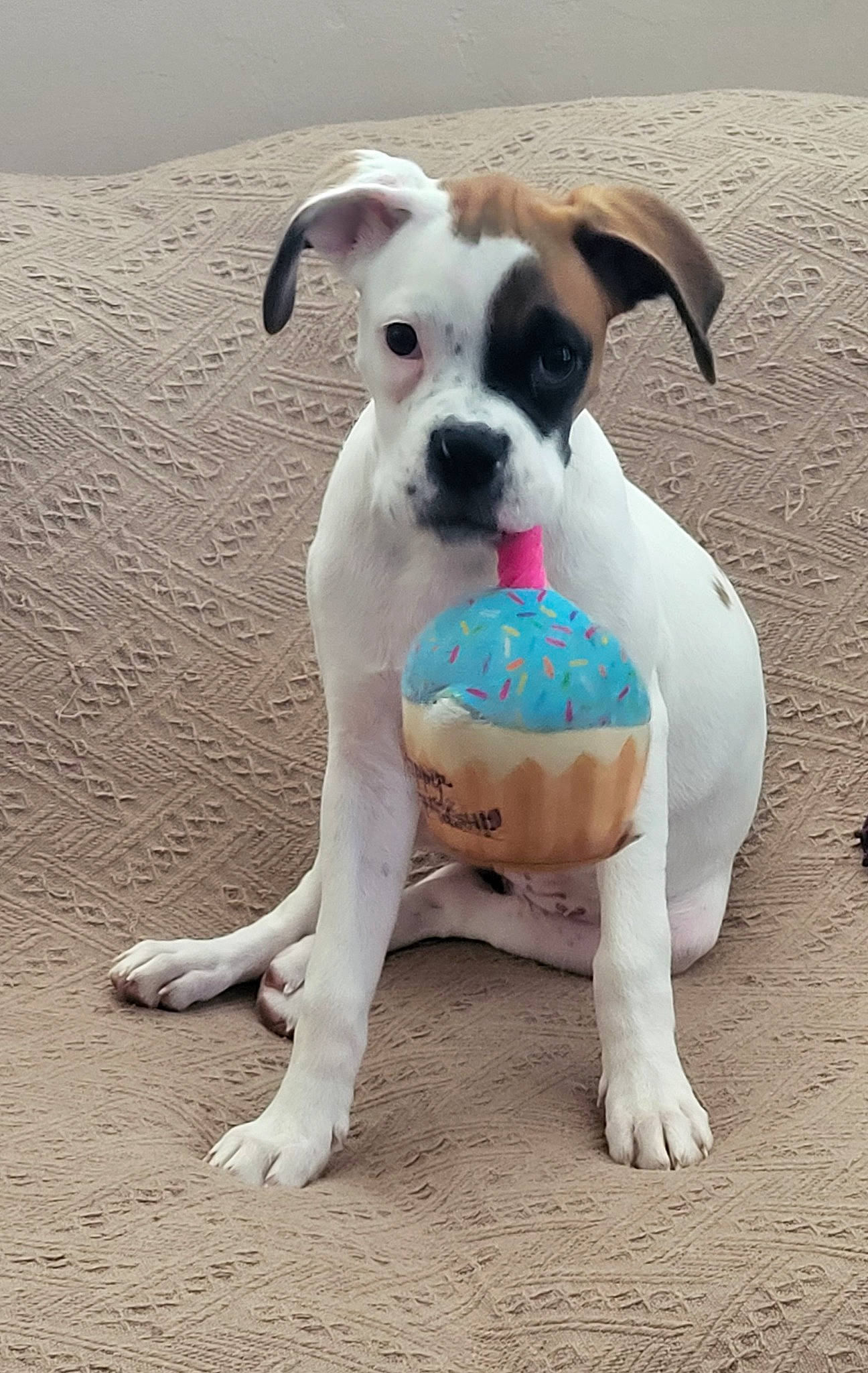 Dazey joined the competition — help win amazing prizes! ancient_dog_breeds, art, canidae, carnivore, collar, companion_dog, dog, dog_breed, dog_collar, dog_supply, fawn, non_sporting_group, paw, pet_supply, puppy, sporting_group, tail, toy_dog, whiskers, working_animal