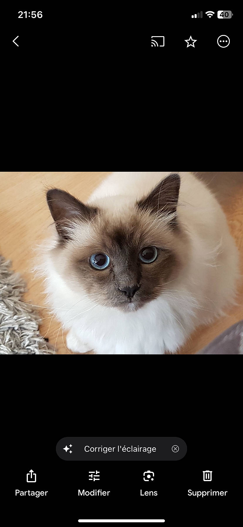 Micado a rejoint le concours — aidez-le/la à gagner de superbes lots ! balinese, birman, carnivore, cat, felidae, fur, photo_caption, siamese, small_to_medium_sized_cats, snout, terrestrial_animal, whiskers