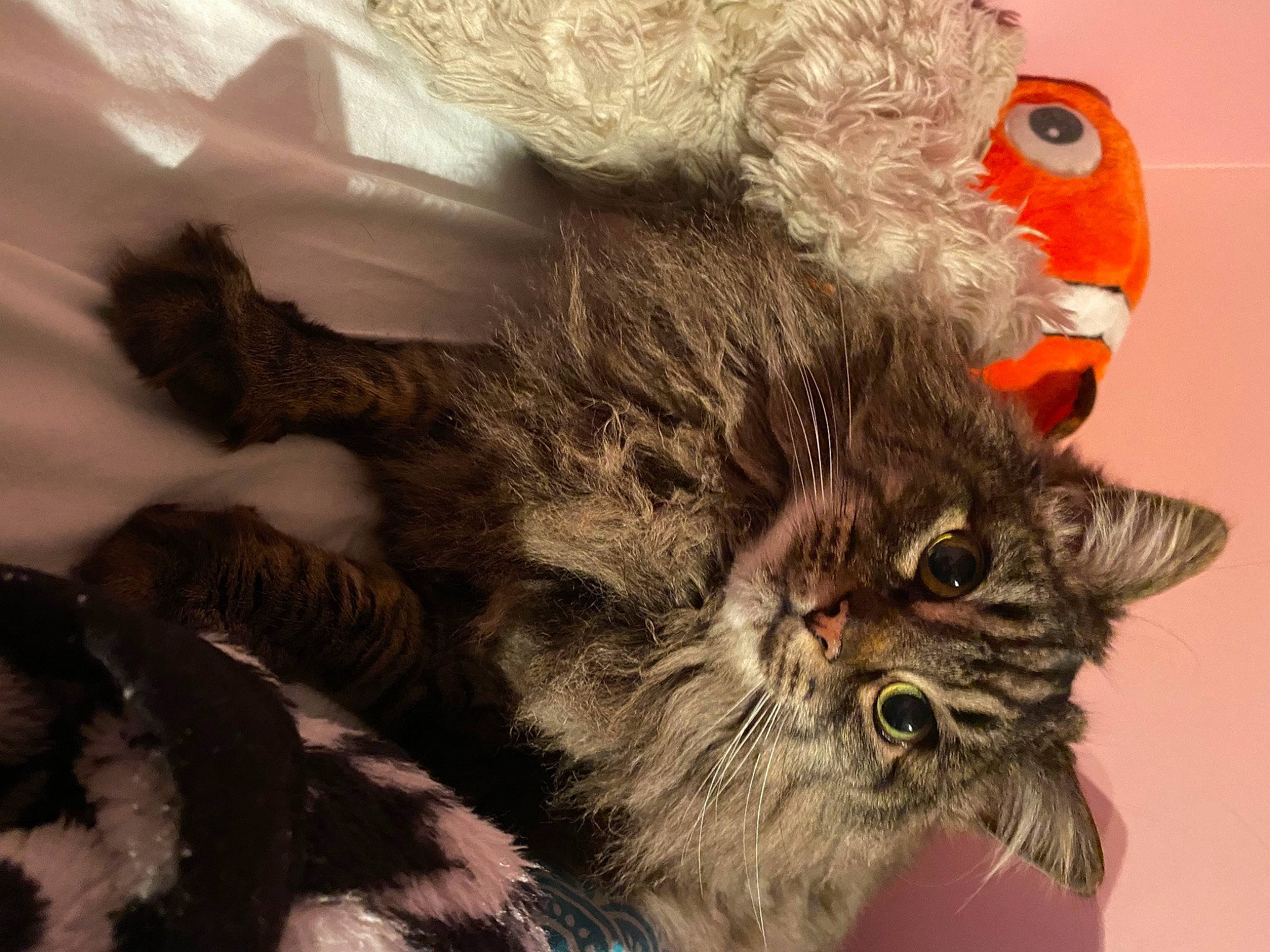 Jelena a rejoint le concours — aidez-le/la à gagner de superbes lots ! carnivore, cat, cat_toy, claw, domestic_short_haired_cat, felidae, fur, paw, small_to_medium_sized_cats, snout, tail, terrestrial_animal, whiskers