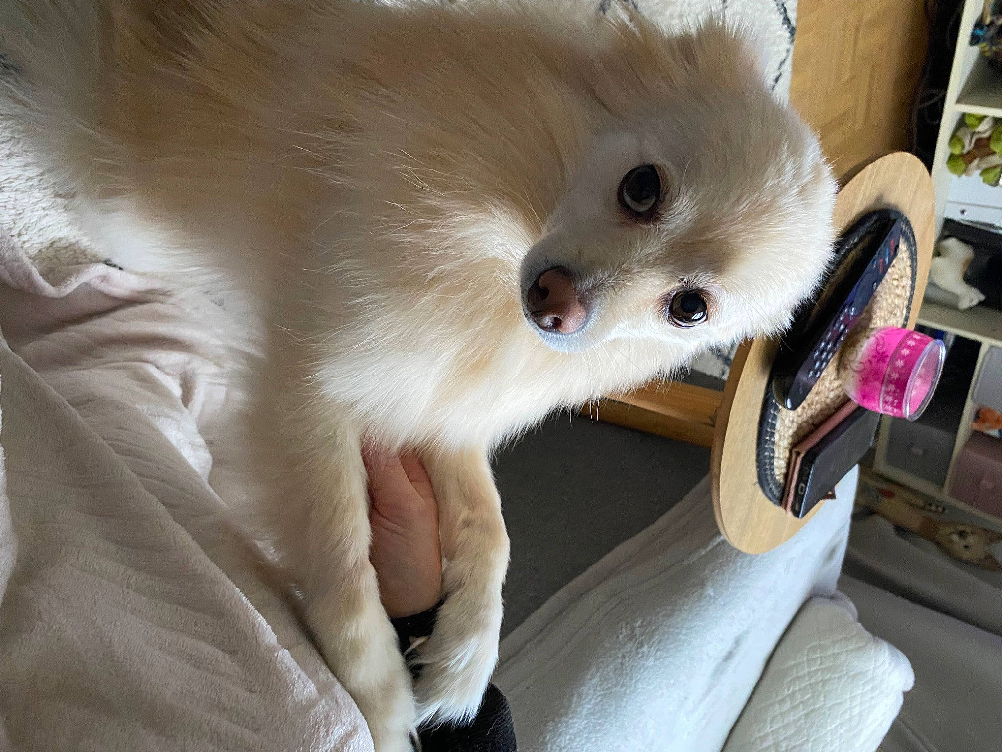 Noisette a rejoint le concours — aidez-le/la à gagner de superbes lots ! canidae, carnivore, cat, collar, companion_dog, dog_breed, fang, fawn, felidae, fur, german_spitz, non_sporting_group, paw, small_to_medium_sized_cats, spitz, sporting_group, tail, toy_dog, volpino_italiano, whiskers