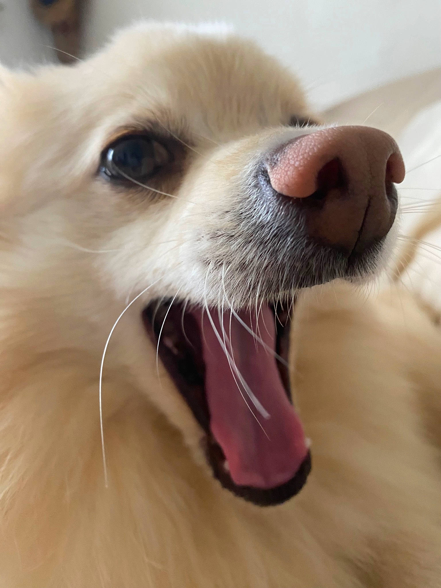 Noisette participe au concours pour gagner de l'argent avec cette photo : canidae, carnivore, close_up, companion_dog, dog, dog_breed, dog_supply, ear, eye, eyelash, fang, fawn, head, human_body, iris, snout, sporting_group, tongue, toy_dog, whiskers
