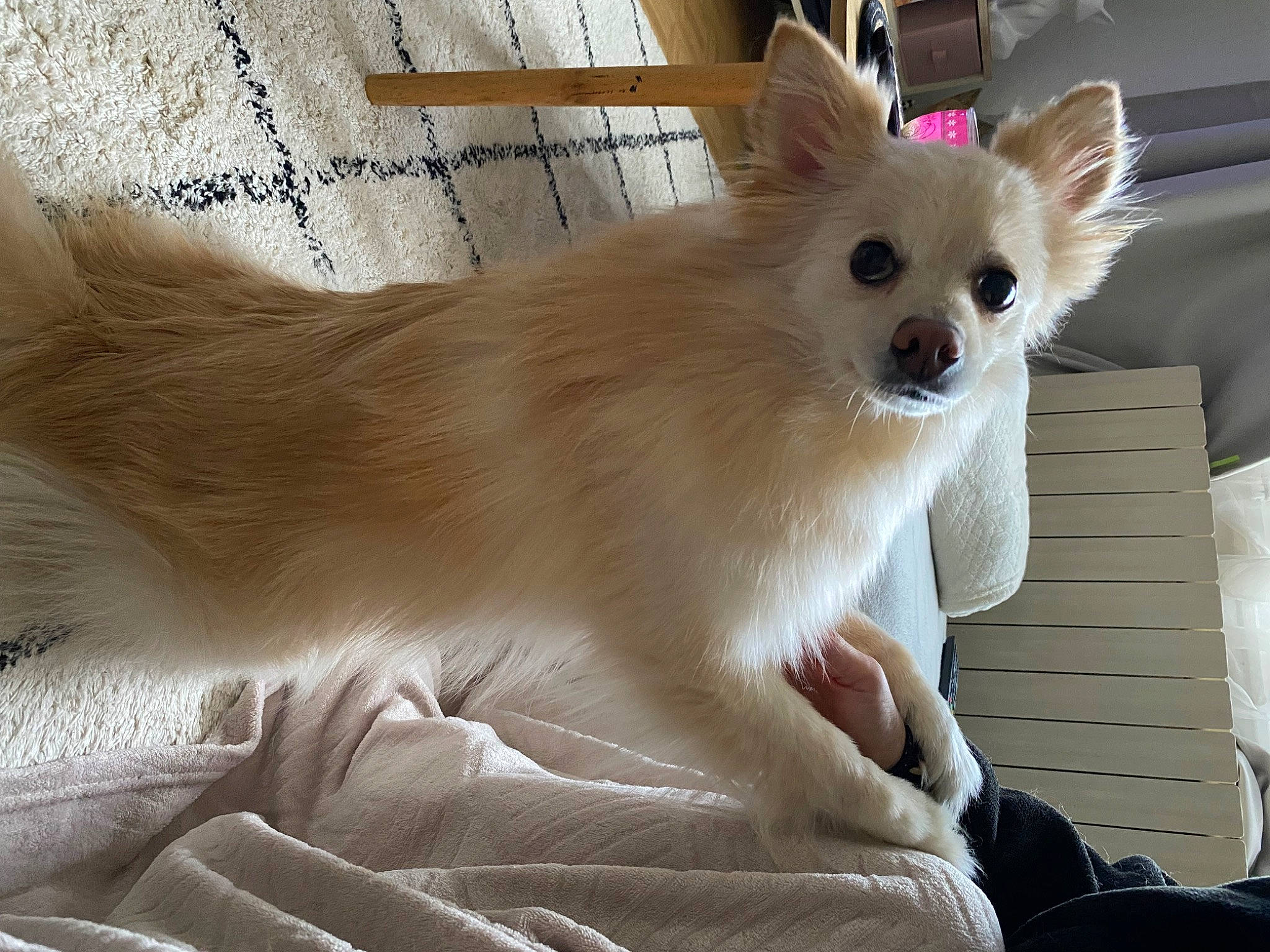 Noisette a rejoint le concours — aidez-le/la à gagner de superbes lots ! canidae, carnivore, companion_dog, dog, dog_breed, dog_supply, eye, fawn, fur, german_spitz, german_spitz_mittel, head, snout, spitz, sporting_group, toy_dog, volpino_italiano, whiskers, windscreen_wiper, working_animal