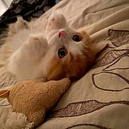 Prince Philip joined the competition — help win amazing prizes! animal, bedspread, cat, close_up, cozy, curious, cute, domestic, fur, indoor, kitten, lying_down, orange_and_white, pet, playful, resting, soft_toy, toy, whiskers, young_cat