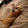 kitten, cat, orange_and_white, bedspread, soft_toy, toy, indoor, pet, animal, cute, lying_down, fur, close_up, whiskers, playful, resting, cozy, domestic, young_cat, curious