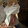 Prince Philip is registered to the contest to win money with this photo: kitten, cat, towel, person, hand, indoor, furniture, dresser, curious, orange_and_white, fluffy, cute, pet, animal, holding, clothing, casual, portrait, cozy, domestic
