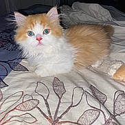 Prince Philip joined the competition — help win amazing prizes! kitten, cat, blue_eyes, fluffy, orange_and_white, bedspread, indoor, pet, animal, cute, feline, lying_down, curious, young_cat, soft_fur, domestic_cat, bedroom, cozy, resting, whiskers