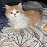 kitten, cat, blue_eyes, fluffy, orange_and_white, bedspread, indoor, pet, animal, cute, feline, lying_down, curious, young_cat, soft_fur, domestic_cat, bedroom, cozy, resting, whiskers
