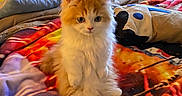 Prince Philip is registered to the contest to win money with this photo: kitten, cat, fluffy, orange_and_white, bed, blanket, indoor, cozy, pillow, furniture, television, bedroom, curious, pet, animal, soft, sitting, cute, domestic, room