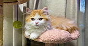 Prince Philip joined the competition — help win amazing prizes! animal, cat, cat_perch, cat_tree, cozy, curious, cute, ears, feline, fluffy, fur, home, indoor, kitten, orange_and_white, paws, pet, resting, soft_texture, whiskers