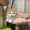 Prince Philip joined the competition — help win amazing prizes! cat, kitten, fluffy, orange_and_white, cat_tree, cat_perch, indoor, pet, feline, curious, cute, animal, resting, soft_texture, fur, whiskers, ears, paws, home, cozy
