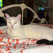 Bozley joined the competition — help win amazing prizes! cat, white_cat, black_tail, bed, comforter, orange_pattern, indoor, feline, pet, resting, animal, fur, whiskers, ears, eyes, domestic_animal, cozy, relaxing, bedroom, furniture