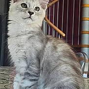 Aramis a rejoint le concours — aidez-le/la à gagner de superbes lots ! animal, background, cat, cozy, curious, domestic_animal, ears, face, feline, fluffy, fur, gray, indoor, kitten, paws, pets, sitting, spiral_staircase, table, whiskers