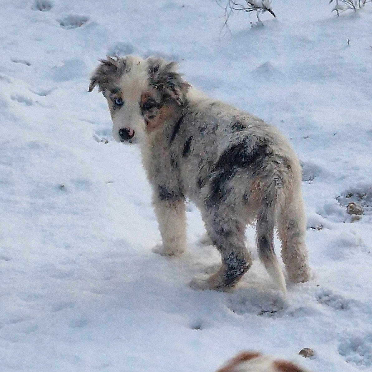 Bangkok participe au concours pour gagner de l'argent avec cette photo : animal, background, canine, cold, curious, cute, dog, frozen, fur, nature, outdoor, pet, playful, puppy, season, snow, walking, white, winter, young