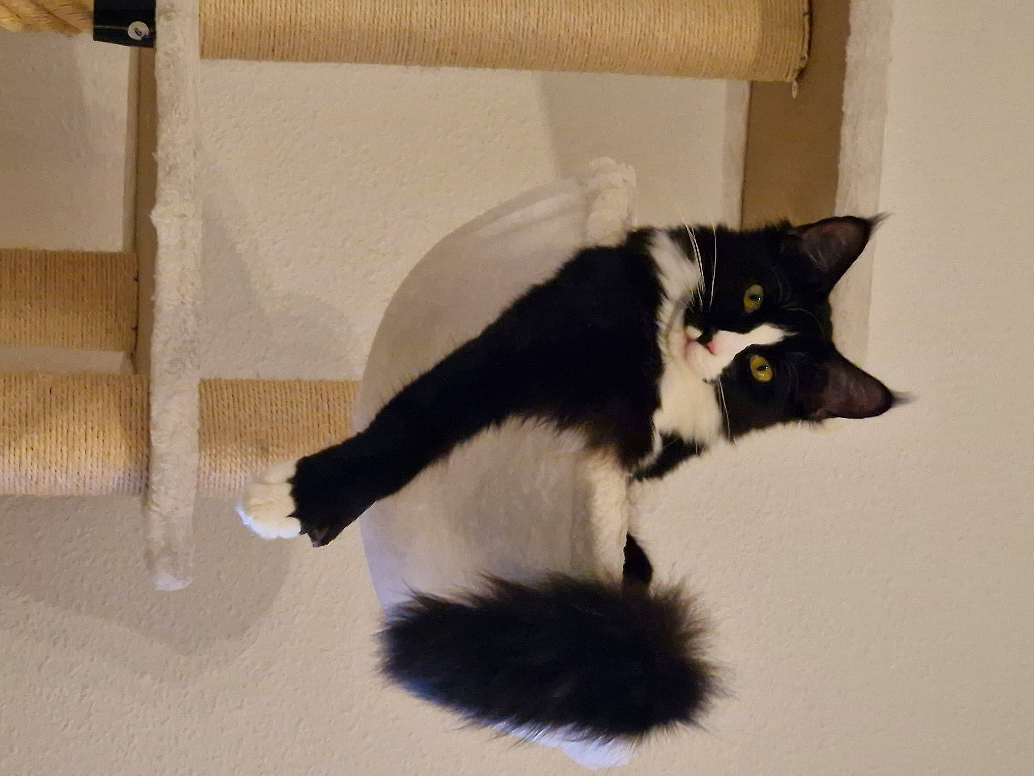 Tania a rejoint le concours — aidez-le/la à gagner de superbes lots ! black_cat, carnivore, cat, claw, domestic_short_haired_cat, felidae, flooring, fur, hardwood, paw, room, small_to_medium_sized_cats, snout, tail, terrestrial_animal, whiskers, window