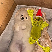 Neige participe au concours pour gagner de l'argent avec cette photo : puppy, dog, fluffy, white, bed, blanket, toy, plush, grinch, santa_hat, cozy, cute, pet, lying_down, indoor, wooden_wall, soft, resting, animal, holiday