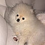 pomeranian, puppy, dog, fluffy, white_couch, pet, indoor, cute, small_dog, relaxed, fur, paw, cozy, animal, companion, winter_emoji, snowflake, snowman, texture, resting