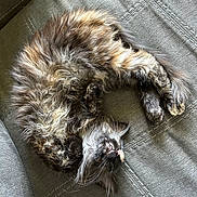 Minka joined the competition — help win amazing prizes! cat, sleeping, fluffy, fur, couch, gray, pet, animal, relaxed, cozy, curled_up, whiskers, cute, domestic_cat, resting, indoor, soft, feline, napping, comfortable