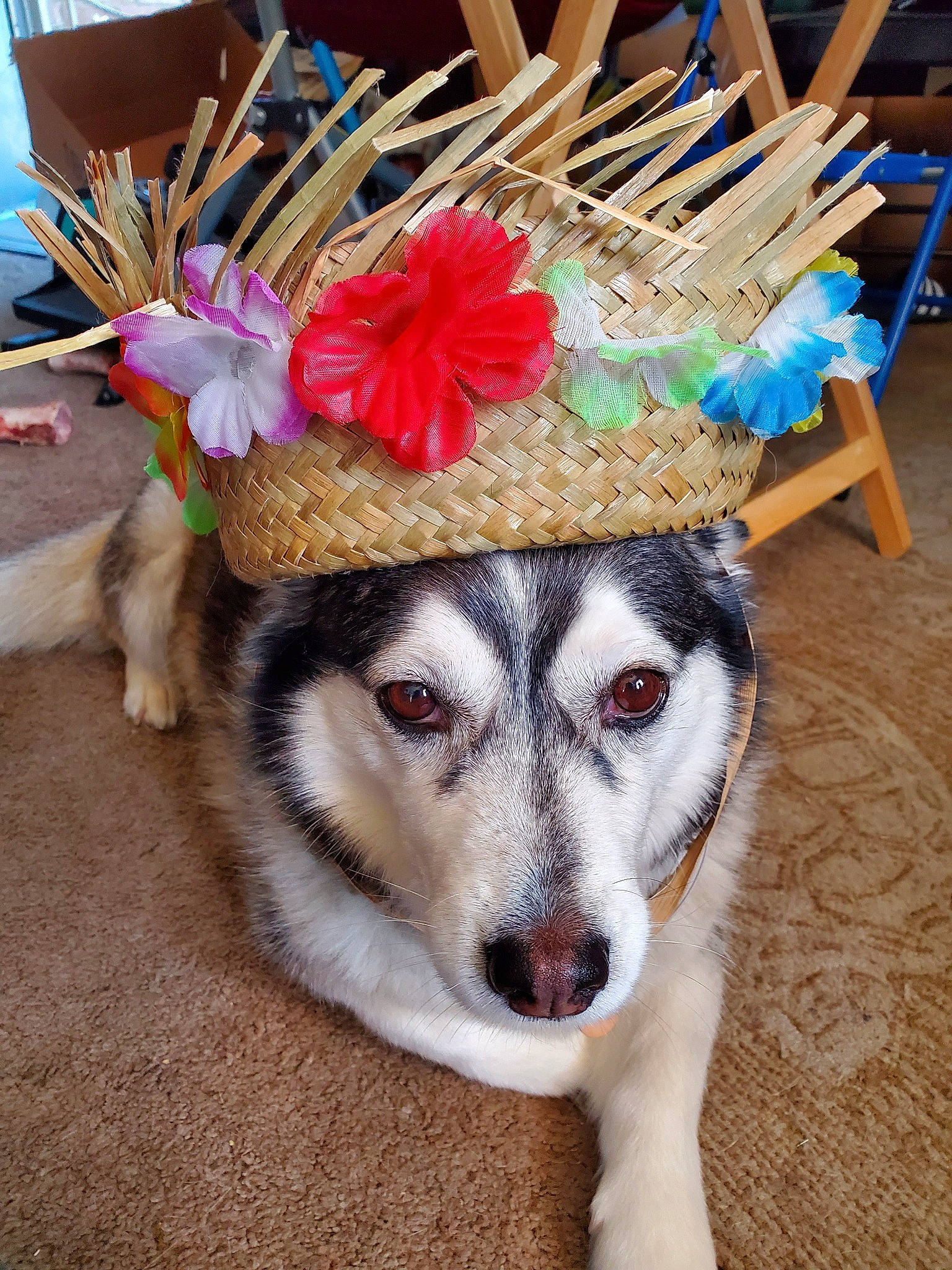 Kai joined the competition — help win amazing prizes! alaskan_malamute, canadian_eskimo_dog, canidae, carnivore, costume, dog, dog_breed, fashion_accessory, fur, hat, headgear, rare_breed_dog, siberian_husky, sled_dog