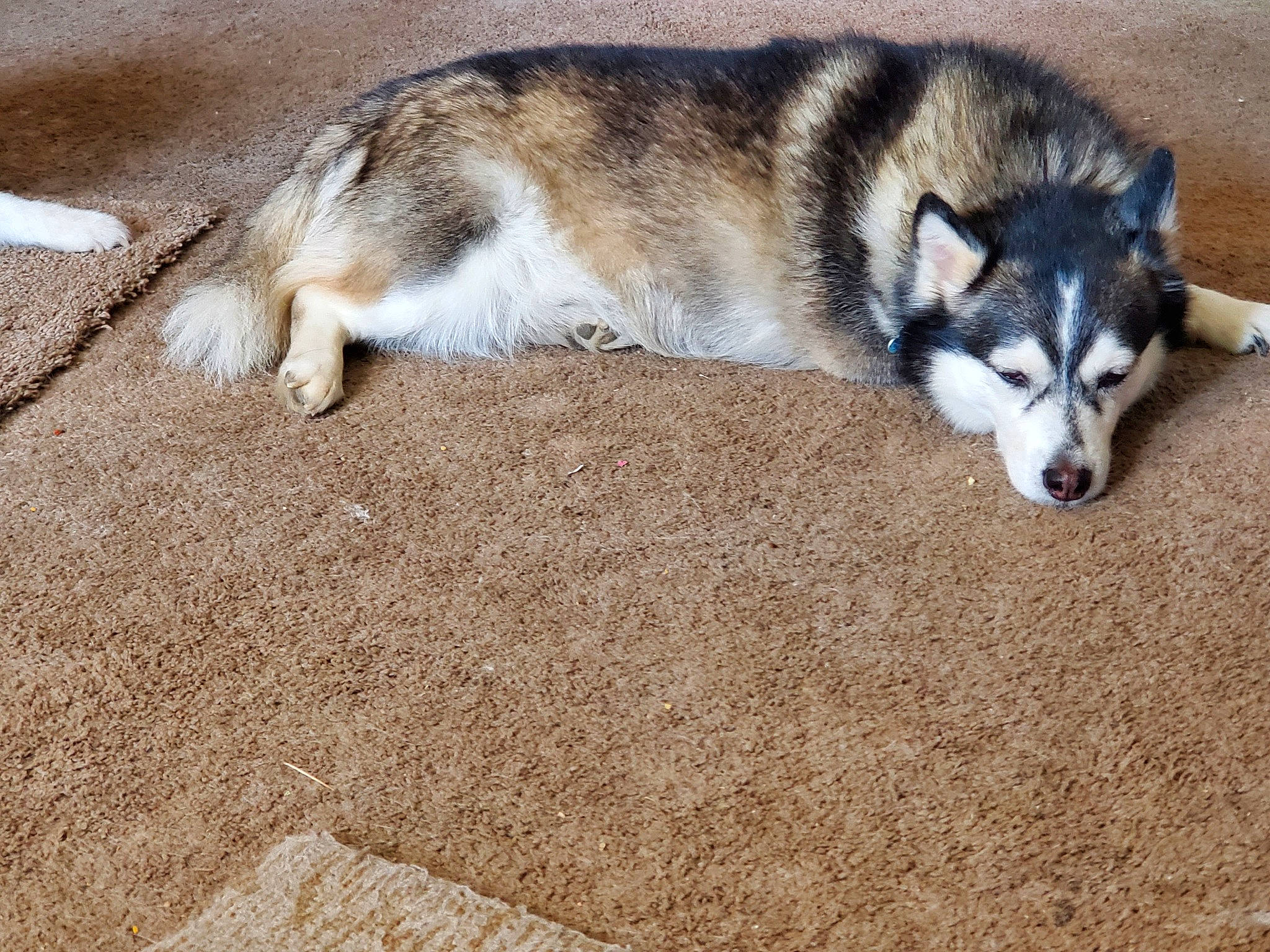 Kai is registered to the contest to win money with this photo: alaskan_klee_kai, alaskan_malamute, canadian_eskimo_dog, canidae, carnivore, dog, dog_breed, mammal, miniature_siberian_husky, native_american_indian_dog, northern_inuit_dog, puppy, saarloos_wolfdog, sakhalin_husky, seppala_siberian_sleddog, siberian_husky, sled_dog, tamaskan_dog, vertebrate, wolfdog