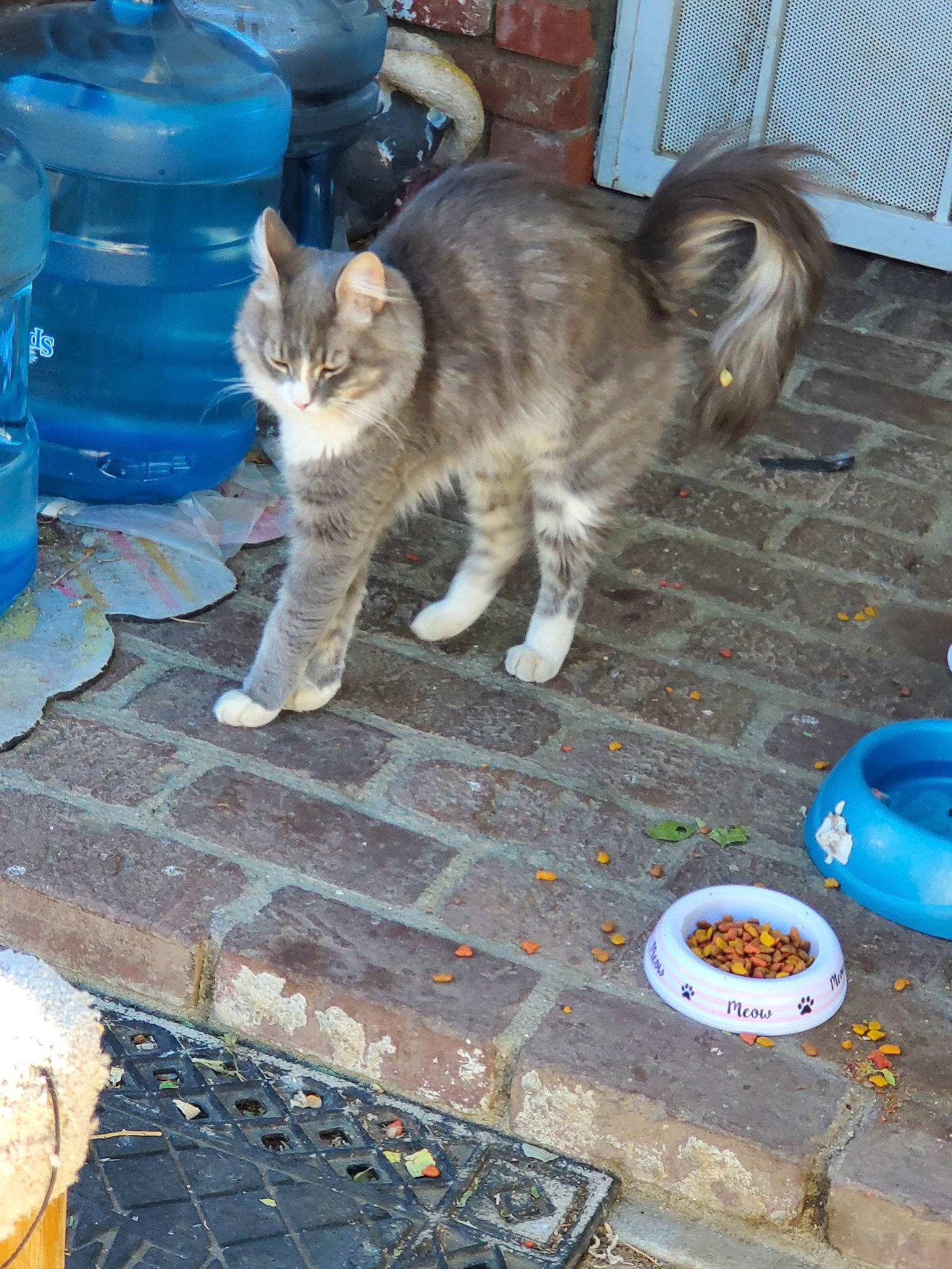 Sugar joined the competition — help win amazing prizes! aegean_cat, carnivore, cat, domestic_short_haired_cat, european_shorthair, felidae, german_rex, polydactyl_cat, small_to_medium_sized_cats, tail, whiskers