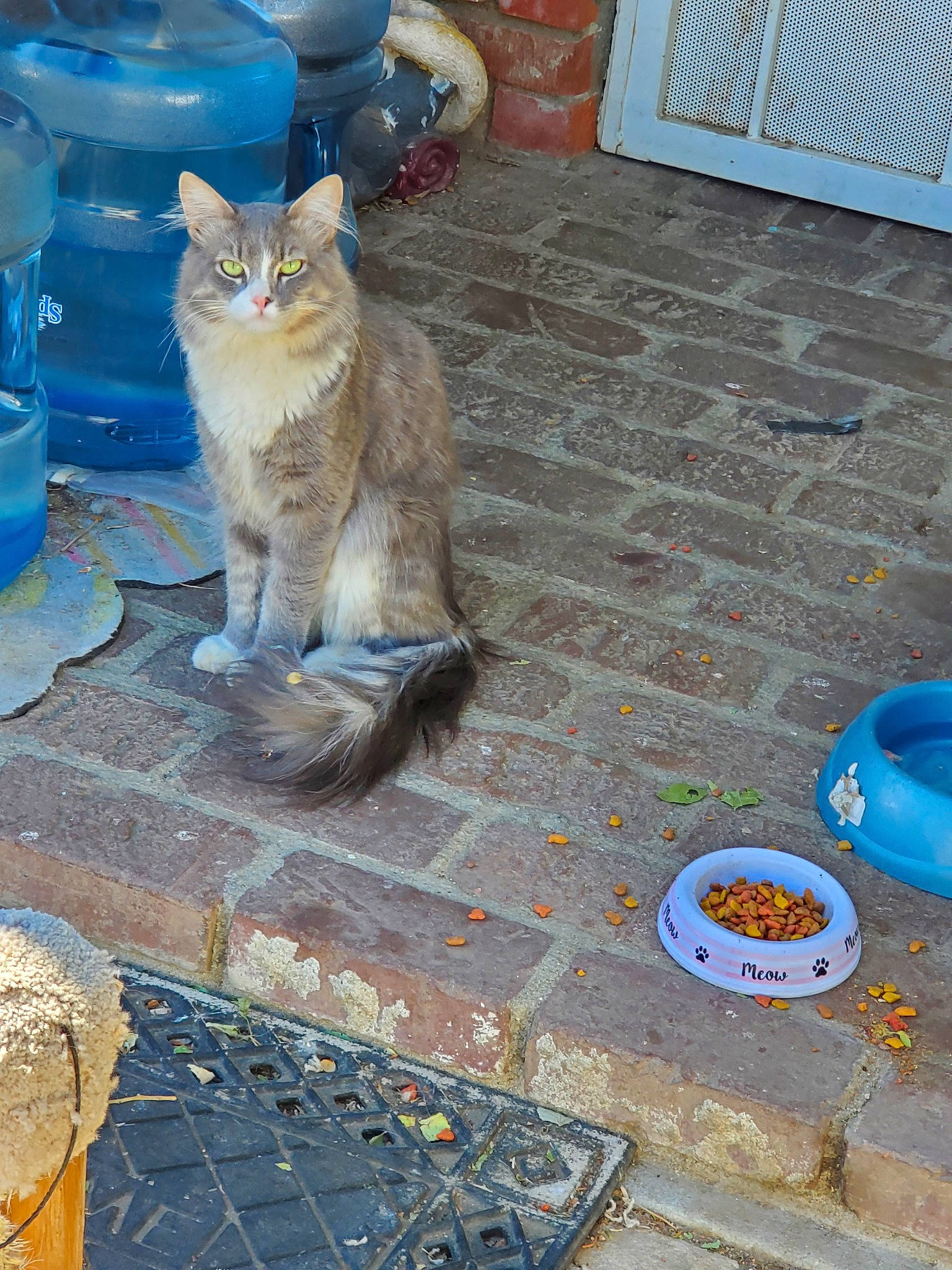 Sugar is registered to the contest to win money with this photo: aegean_cat, asian, carnivore, cat, domestic_short_haired_cat, european_shorthair, fawn, felidae, flagstone, flooring, german_rex, ojos_azules, polydactyl_cat, small_to_medium_sized_cats, tail, tile, whiskers