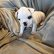 Blood a rejoint le concours — aidez-le/la à gagner de superbes lots ! puppy, bulldog, dog, white, black_spot, blanket, soft, cozy, cute, wrinkles, paws, pet, animal, indoors, small, fur, sitting, looking, young, curious