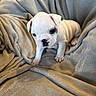 puppy, bulldog, dog, white, black_spot, blanket, soft, cozy, cute, wrinkles, paws, pet, animal, indoors, small, fur, sitting, looking, young, curious