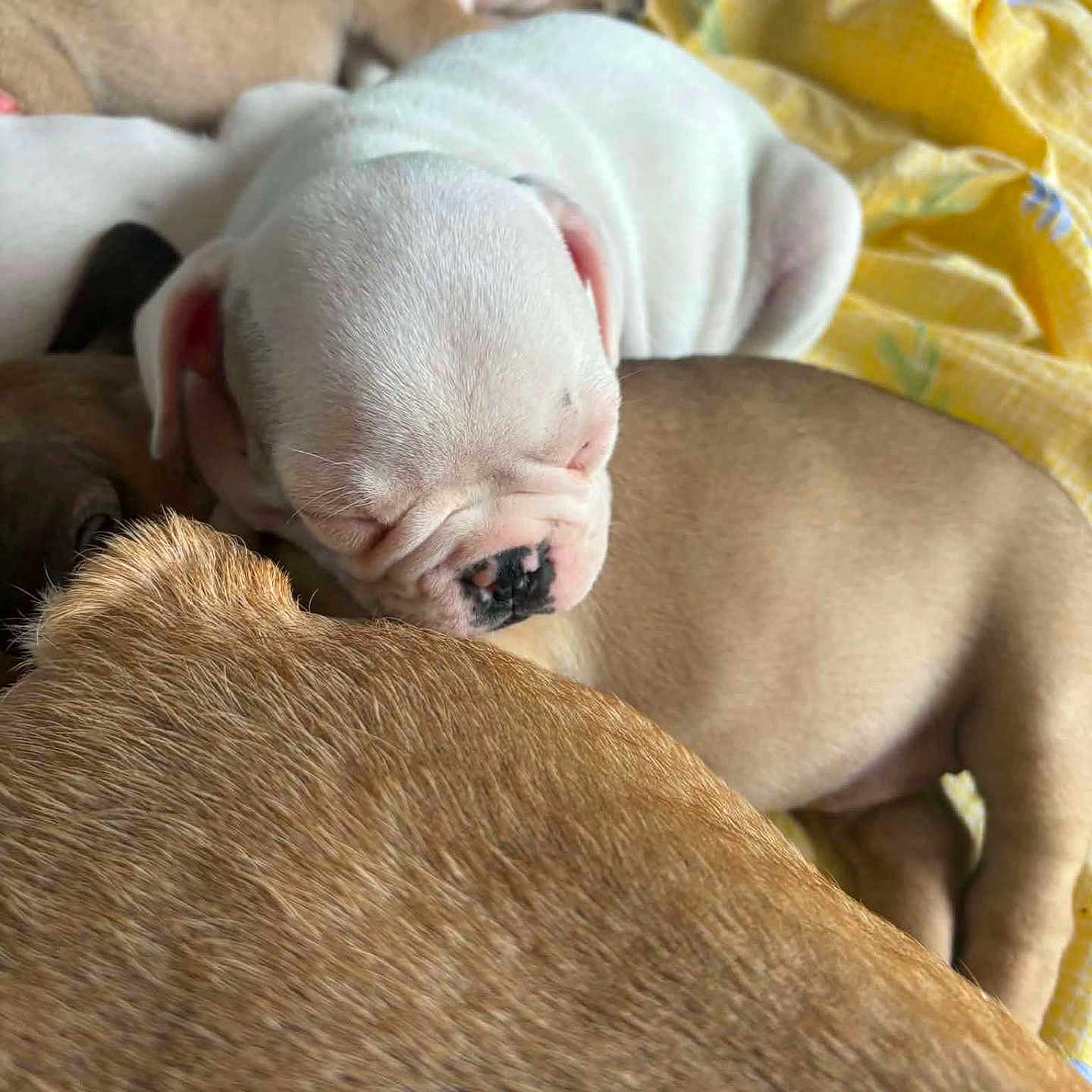 Blood participe au concours pour gagner de l'argent avec cette photo : puppy, sleeping, dog, white_puppy, brown_puppy, fur, blanket, yellow_blanket, close_up, cute, pet, animal, resting, snuggling, indoors, young_dog, napping, soft_texture, pile, companion