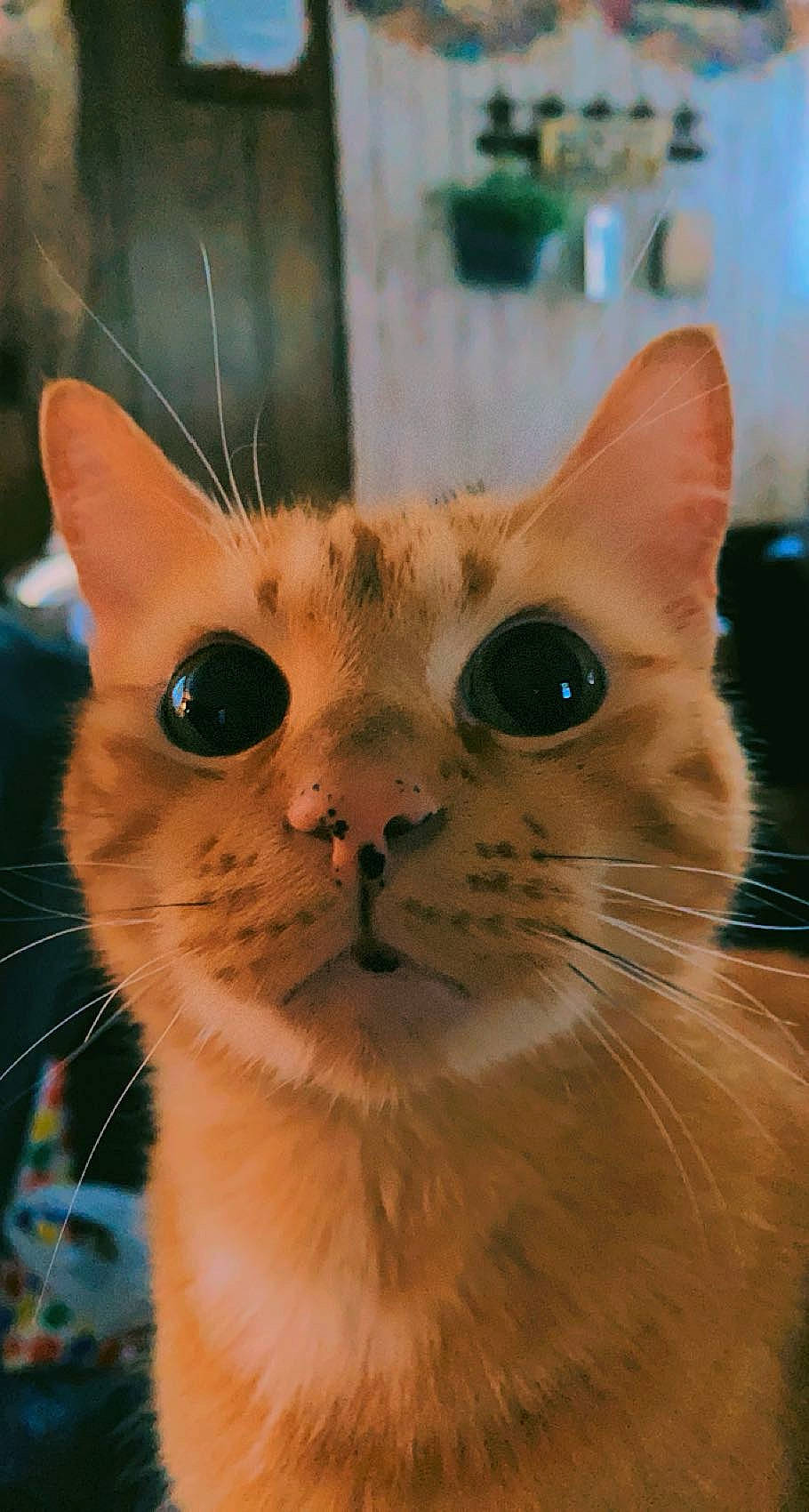 Nemo is registered to the contest to win money with this photo: carnivore, cat, close_up, domestic_short_haired_cat, fawn, felidae, fur, plant, small_to_medium_sized_cats, snout, terrestrial_animal, whiskers
