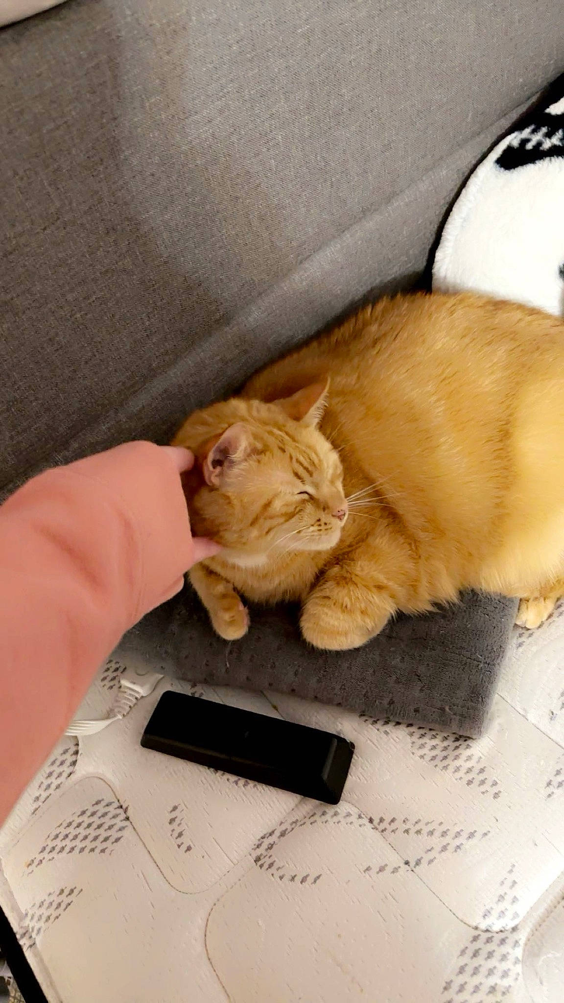 Nemo is registered to the contest to win money with this photo: box, canidae, carnivore, cat, claw, comfort, companion_dog, domestic_short_haired_cat, fawn, felidae, fur, gesture, nail, paw, small_to_medium_sized_cats, snout, stuffed_toy, tail, toy, whiskers