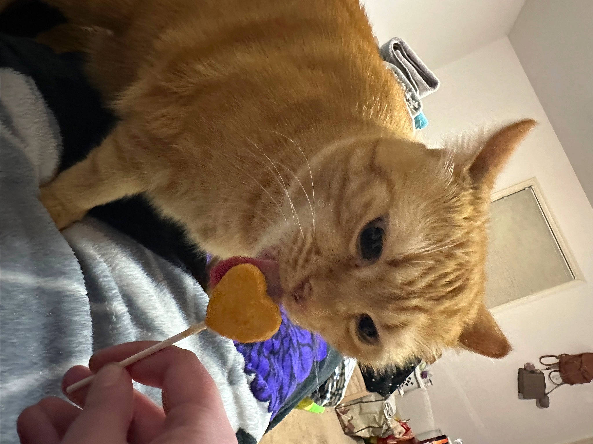 Nemo joined the competition — help win amazing prizes! canidae, carnivore, cat, claw, comfort, dog_breed, domestic_short_haired_cat, fashion_accessory, fawn, felidae, fur, nail, paw, small_to_medium_sized_cats, snout, tail, whiskers