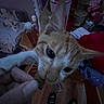 Luki is registered to the contest to win money with this photo: cat, kitten, cream_fur, fluffy, closeup, portrait, whiskers, large_eyes, curious, indoor, dim_lighting, cluttered_room, blanket, clothing, cups, bottles, hand, finger, wooden_floor, pet