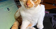 Luki is registered to the contest to win money with this photo: cat, kitten, orange_and_white, feline, pet, animal, sitting, portrait, close_up, whiskers, ears, eyes, paws, tail, laptop, keyboard, tablet, electronics, indoor, workspace