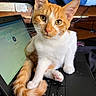 cat, kitten, orange_and_white, feline, pet, animal, sitting, portrait, close_up, whiskers, ears, eyes, paws, tail, laptop, keyboard, tablet, electronics, indoor, workspace