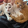 Luki is registered to the contest to win money with this photo: cat, cats, kitten, orange_tabby, white_cat, spotted_cat, furry, pet, animal, cuddling, portrait, close_up, indoors, soft_lighting, whiskers, ears, eyes, paws, tail, relaxed