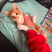 Luki joined the competition — help win amazing prizes! cat, kitten, orange_cat, white_cat, pet, animal, feline, wide_eyed, portrait, being_held, human_hand, red_clothing, cuddling, bed, blanket, laundry_basket, magazine, indoors, cute, closeup